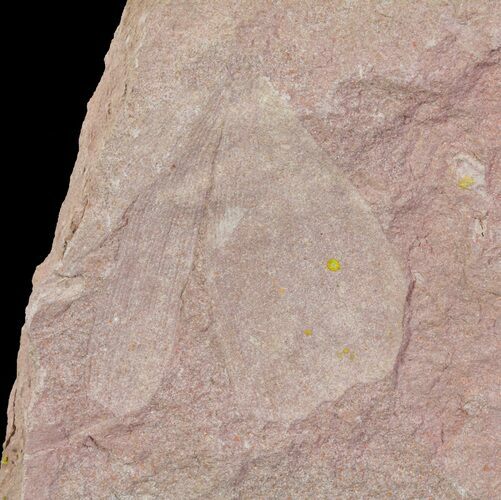 Cretaceous Fossil Ginkgo Leaf - Russia #72434